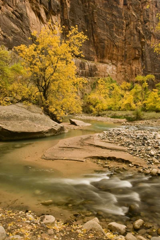 USA, Utah, Zion NP Virgin River autumn scenic art print by Marie Bush for $57.95 CAD
