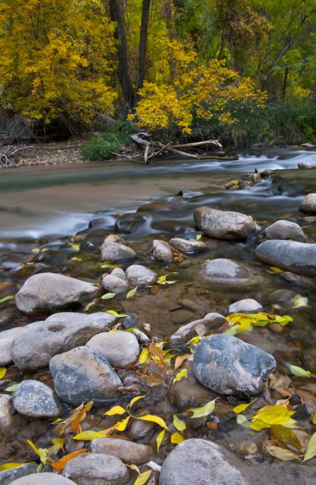 Utah, Zion NP The Narrows with fallen leaves art print by Nancy Rotenberg for $57.95 CAD