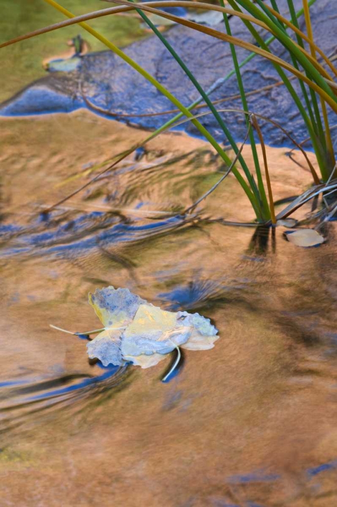 Utah, Zion NP Cottonwood leaves in Pine Creek art print by Nancy Rotenberg for $57.95 CAD