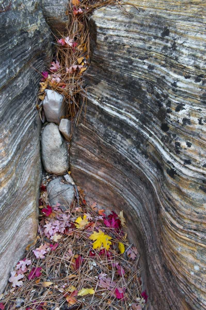 UT, Zion NP Canyon crevice with fallen leaves art print by Nancy Rotenberg for $57.95 CAD