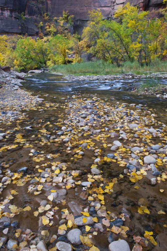 USA, Utah, Zion NP Fallen Leaves in The Narrows art print by Nancy Rotenberg for $57.95 CAD