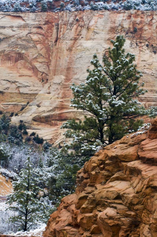 USA, Utah, Zion NP Winter scenic art print by Nancy Rotenberg for $57.95 CAD