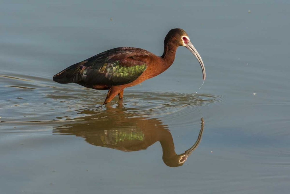 Utah, Bear River NWR White-faced ibis feeding art print by Cathy and Gordon Illg for $57.95 CAD