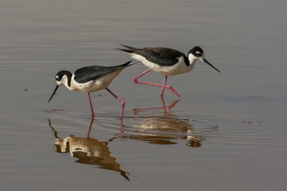 Utah, Bear River NWR Black-necked stilts feeding art print by Cathy and Gordon Illg for $57.95 CAD