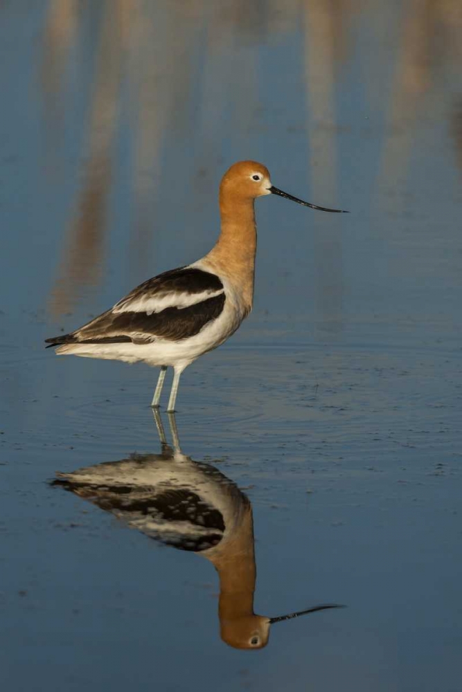 Utah, Bear River NWR American avocet wading art print by Cathy and Gordon Illg for $57.95 CAD