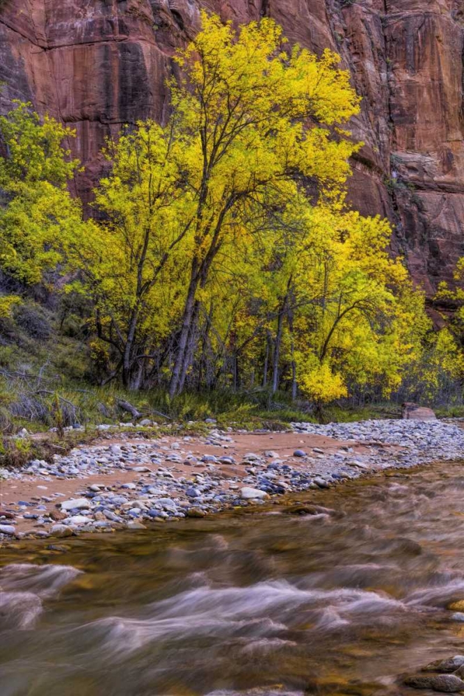 USA, Utah, Zion NP Stream in autumn scenic art print by Jay OBrien for $57.95 CAD