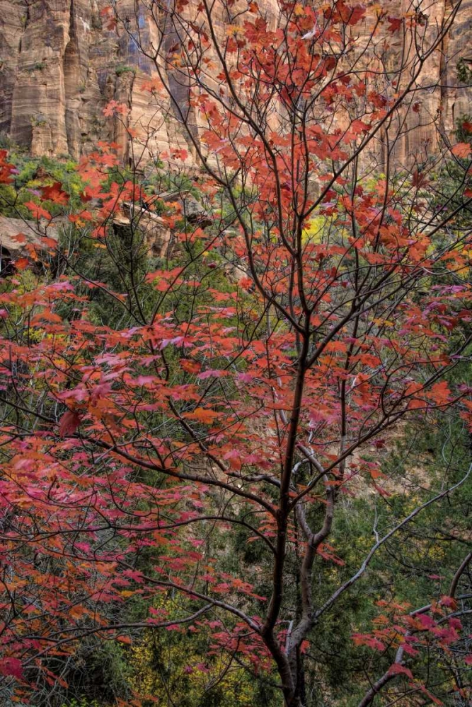 USA, Utah, Zion NP Autumn scenic art print by Jay OBrien for $57.95 CAD