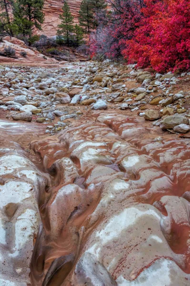 USA, Utah, Zion NP Ground rock pattern art print by Jay OBrien for $57.95 CAD