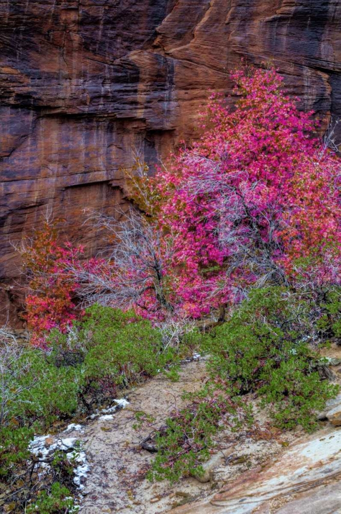 USA, Utah, Zion NP Cliff and autumn scenic art print by Jay OBrien for $57.95 CAD