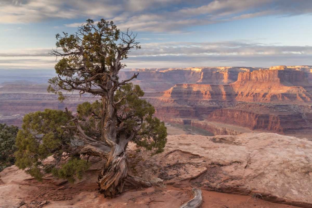 UT, Dead Horse Point SP Juniper and canyon art print by Cathy and Gordon Illg for $57.95 CAD