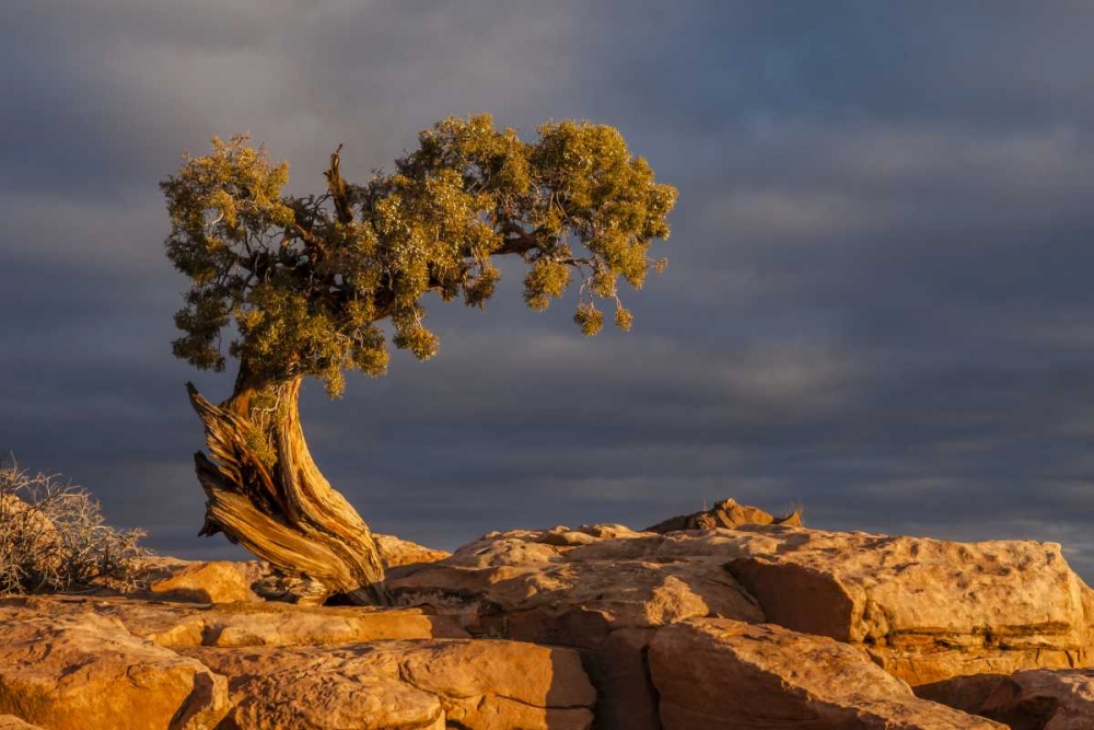 Utah, Dead Horse Point Sunrise on juniper tree art print by Cathy and Gordon Illg for $57.95 CAD