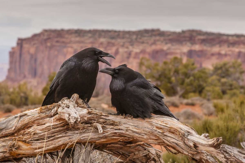 USA, Utah, Canyonlands NP Pair of ravens on log art print by Cathy and Gordon Illg for $57.95 CAD