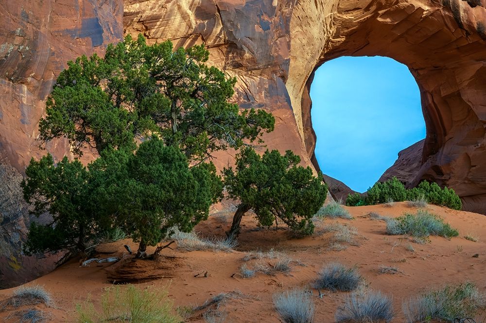 Utah-Monument Valley Landscape with sandstone formations and trees art print by Jaynes Gallery for $57.95 CAD