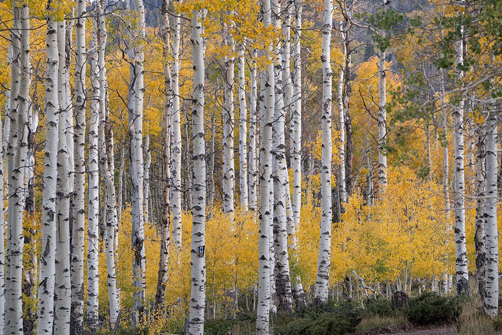 USA-Utah-Ashley National Forest Aspen forest in autumn art print by Jaynes Gallery for $57.95 CAD