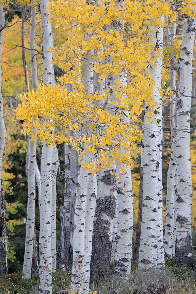 USA-Utah-Ashley National Forest Aspen forest in autumn art print by Jaynes Gallery for $57.95 CAD
