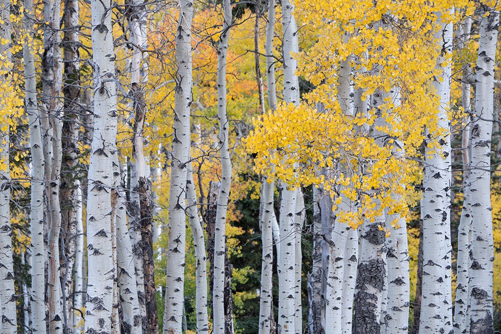 USA-Utah-Ashley National Forest Aspen forest in autumn art print by Jaynes Gallery for $57.95 CAD