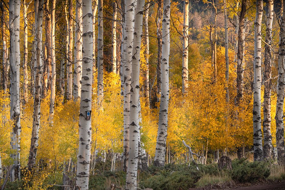 USA-Utah-Ashley National Forest Aspen forest in autumn art print by Jaynes Gallery for $57.95 CAD