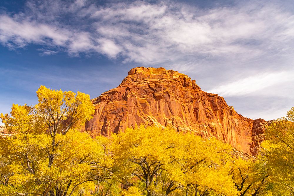 USA- Utah- Capitol Reef National Park. Red rock formation and fall cottonwood trees. art print by Jaynes Gallery for $57.95 CAD