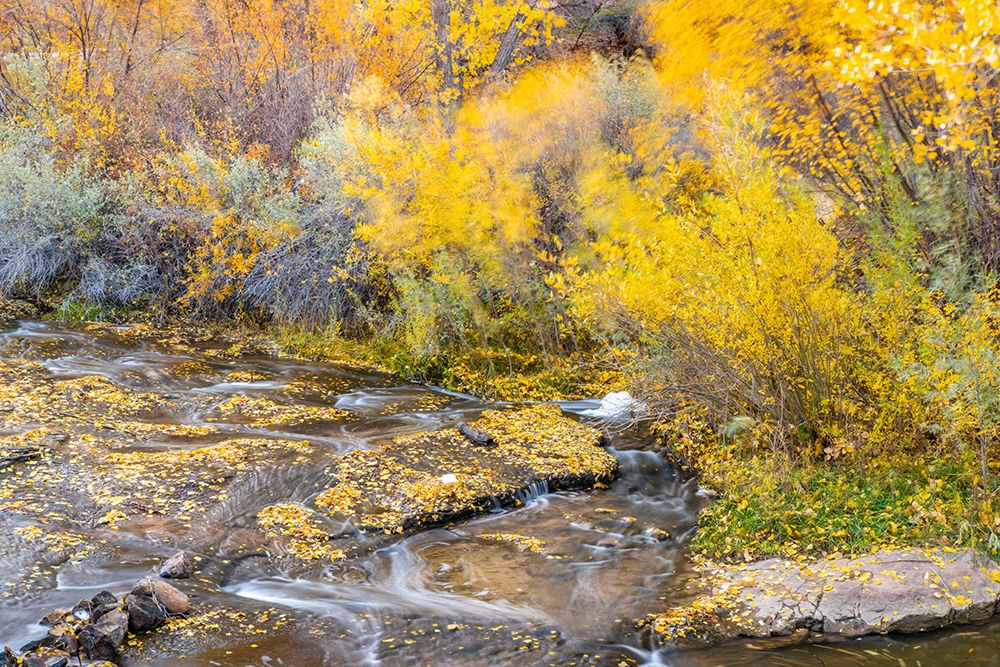 USA- Utah- Calf Creek Recreation Area in autumn. art print by Jaynes Gallery for $57.95 CAD