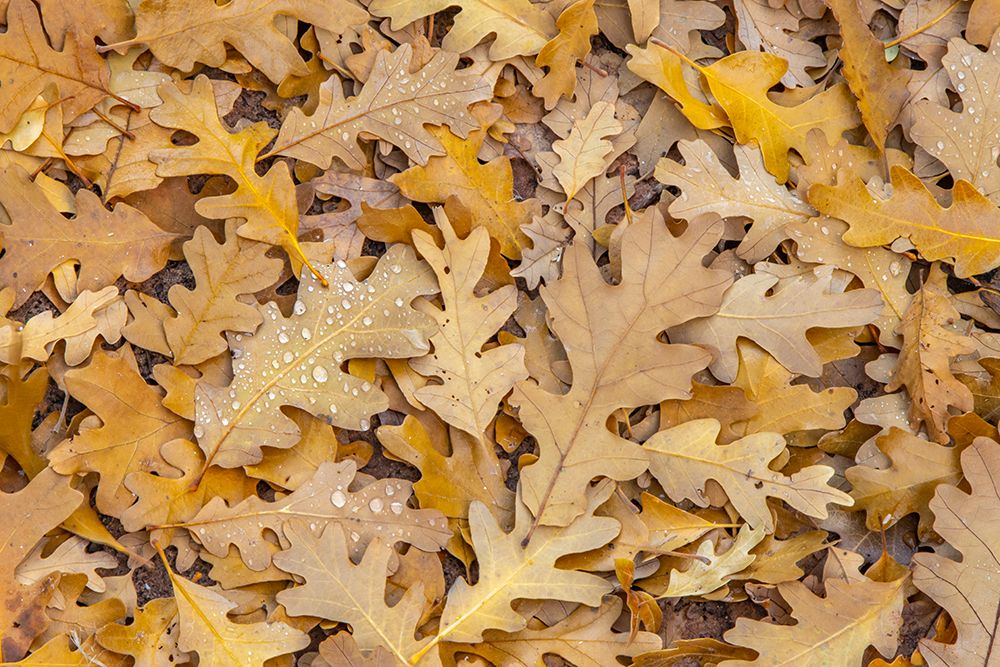 USA- Utah- Calf Creek Recreation Area. Dew on fallen oak leaves. art print by Jaynes Gallery for $57.95 CAD