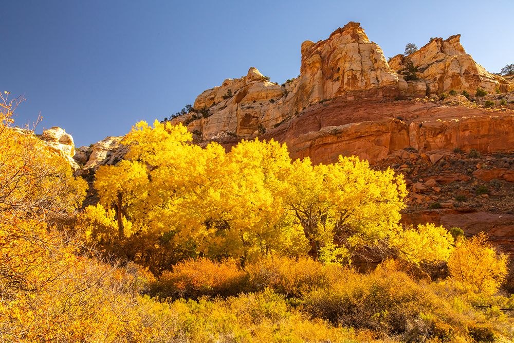 USA- Utah- Grand Staircase Escalante National Monument. Calf Creek Canyon landscape. art print by Jaynes Gallery for $57.95 CAD