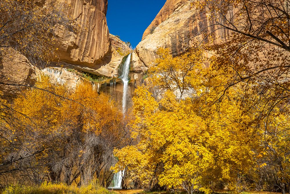 USA- Utah- Grand Staircase Escalante National Monument. Landscape with Lower Calf Creek Falls. art print by Jaynes Gallery for $57.95 CAD