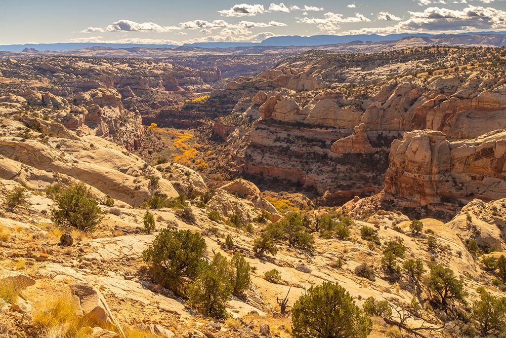 USA- Utah- Grand Staircase Escalante National Monument. Cliff and autumn cottonwood trees. art print by Jaynes Gallery for $57.95 CAD