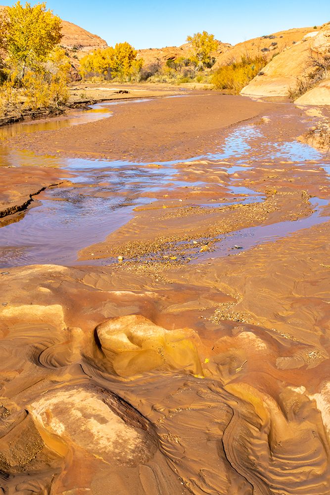 USA- Utah- Grand Staircase Escalante National Monument. Harris Wash and cottonwood tree s in fall. art print by Jaynes Gallery for $57.95 CAD