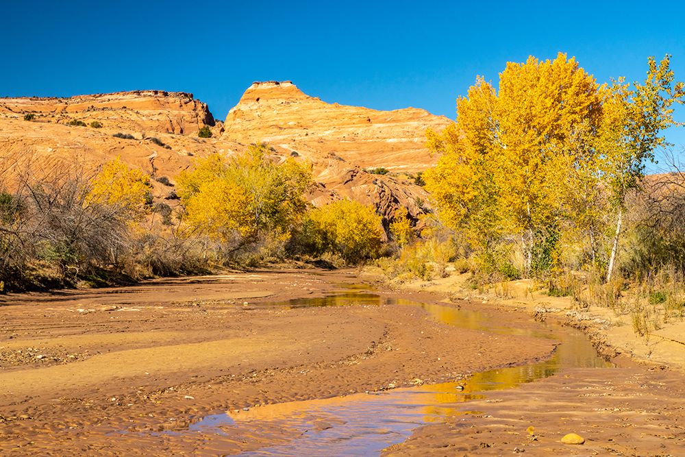 USA- Utah- Grand Staircase Escalante National Monument. Harris Wash and cottonwood trees in fall. art print by Jaynes Gallery for $57.95 CAD