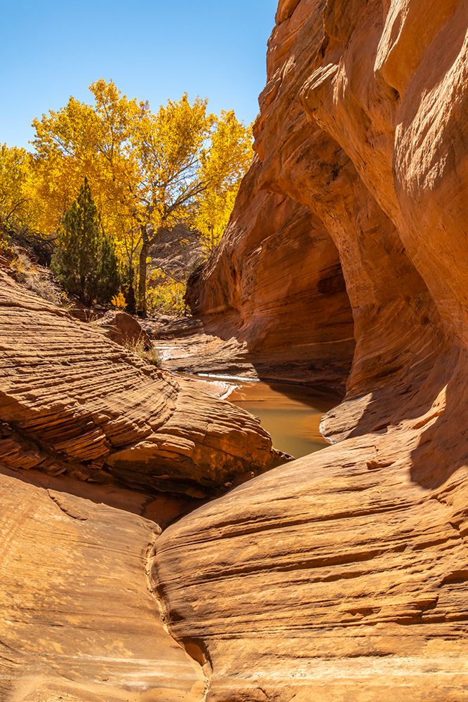 USA- Utah- Grand Staircase Escalante National Monument. Harris Wash and cottonwood tree in fall. art print by Jaynes Gallery for $57.95 CAD