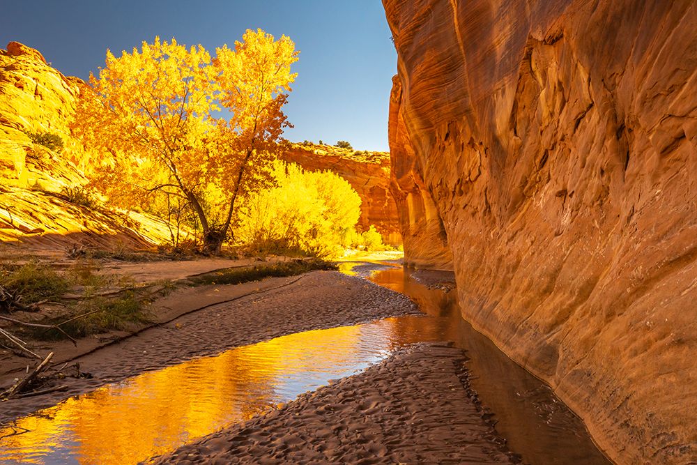 USA- Utah- Grand Staircase Escalante National Monument. Harris Wash and cottonwood trees in fall. art print by Jaynes Gallery for $57.95 CAD