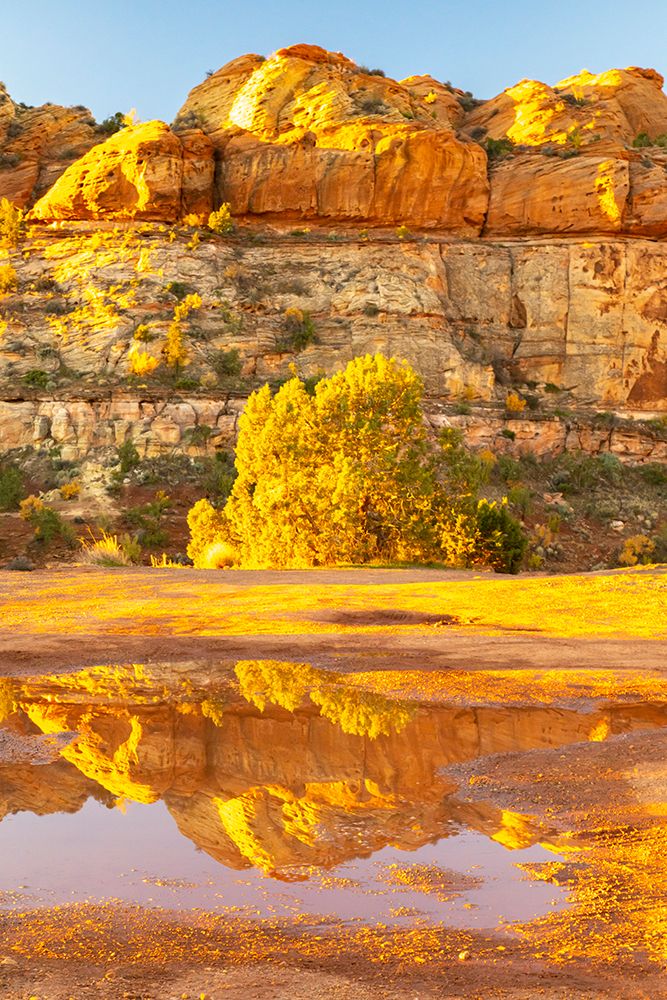 USA- Utah- Grand Staircase Escalante National Monument. Reflections in Escalante River Basin water. art print by Jaynes Gallery for $57.95 CAD