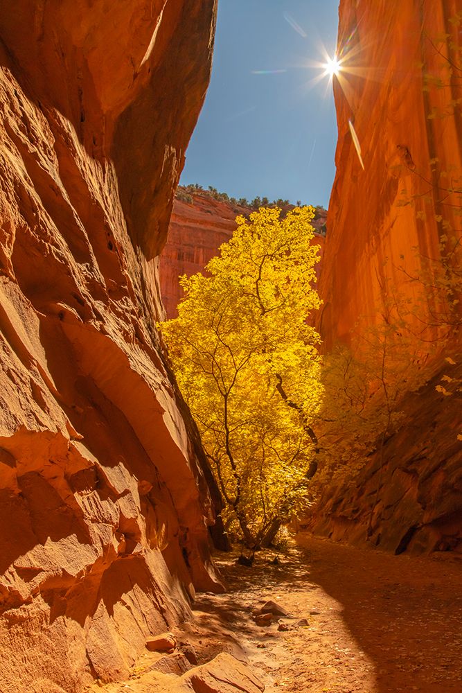 USA- Utah- Grand Staircase Escalante National Monument. Burr Trail and tree art print by Jaynes Gallery for $57.95 CAD