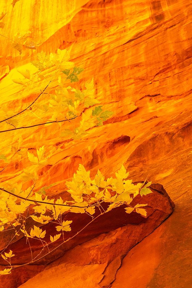 USA- Utah- Grand Staircase Escalante National Monument. Close-up of rock face and branches. art print by Jaynes Gallery for $57.95 CAD