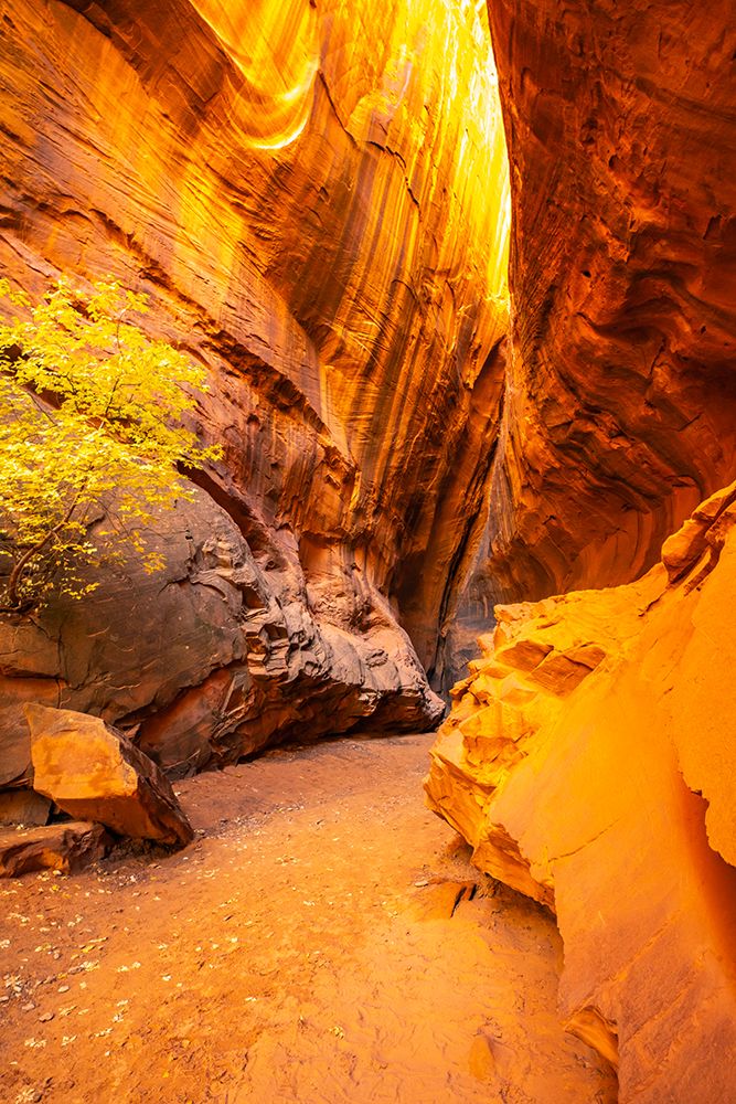 USA- Utah- Grand Staircase Escalante National Monument. Canyon trail and tree art print by Jaynes Gallery for $57.95 CAD