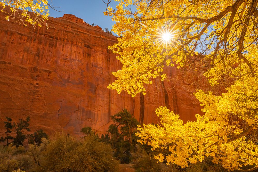 USA- Utah- Grand Staircase Escalante National Monument. Rock formations. and cottonwood trees. art print by Jaynes Gallery for $57.95 CAD