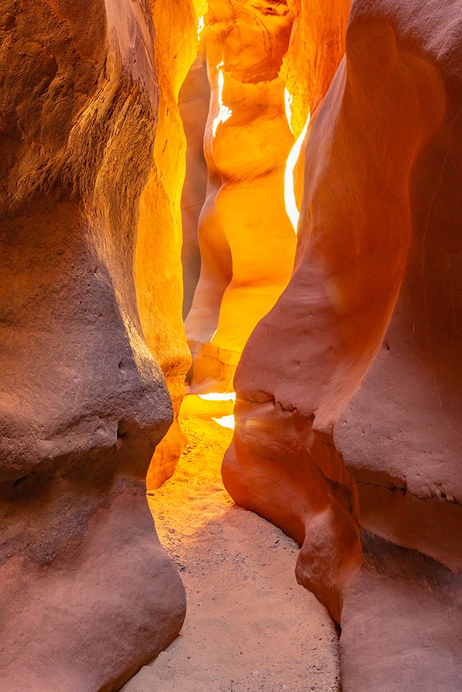 USA- Utah- Grand Staircase Escalante National Monument. Bighorn Canyon trail. art print by Jaynes Gallery for $57.95 CAD
