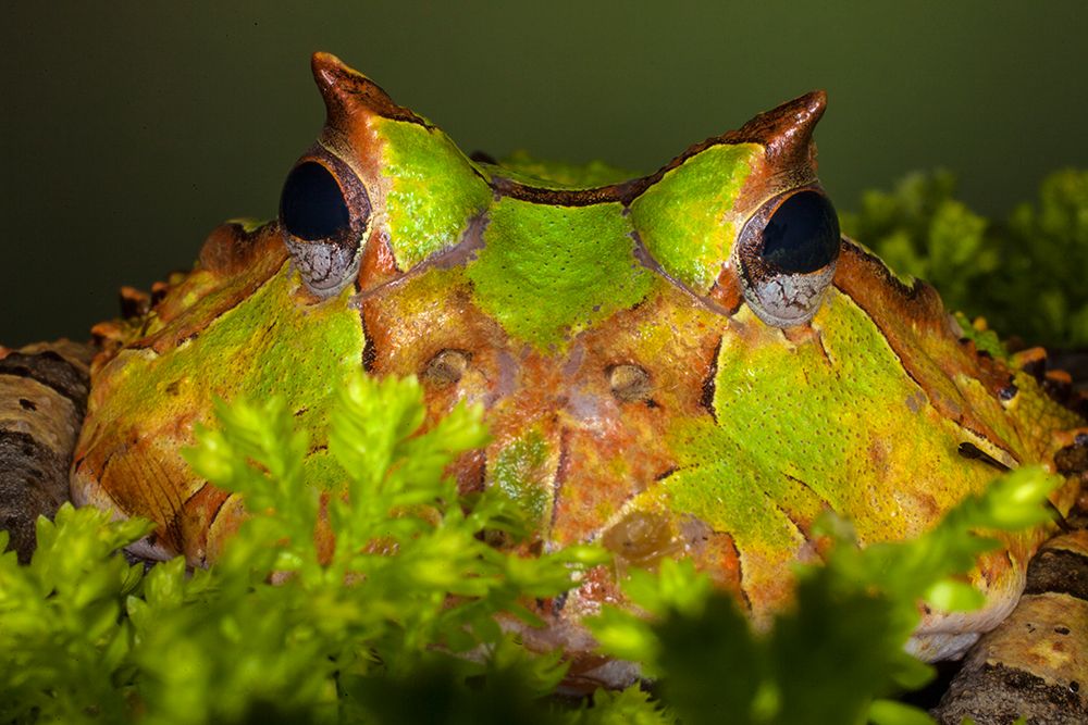 South America-Surinam Horn frog face close-up art print by Jaynes Gallery for $57.95 CAD