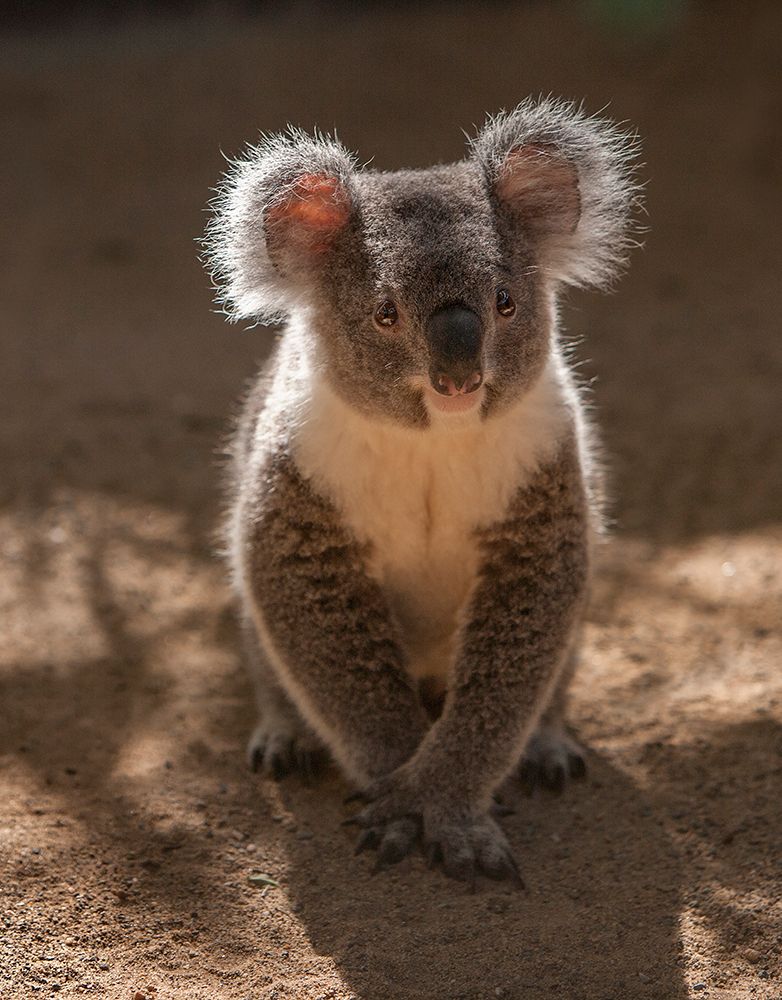 Australia Close-up of young koala art print by Jaynes Gallery for $57.95 CAD