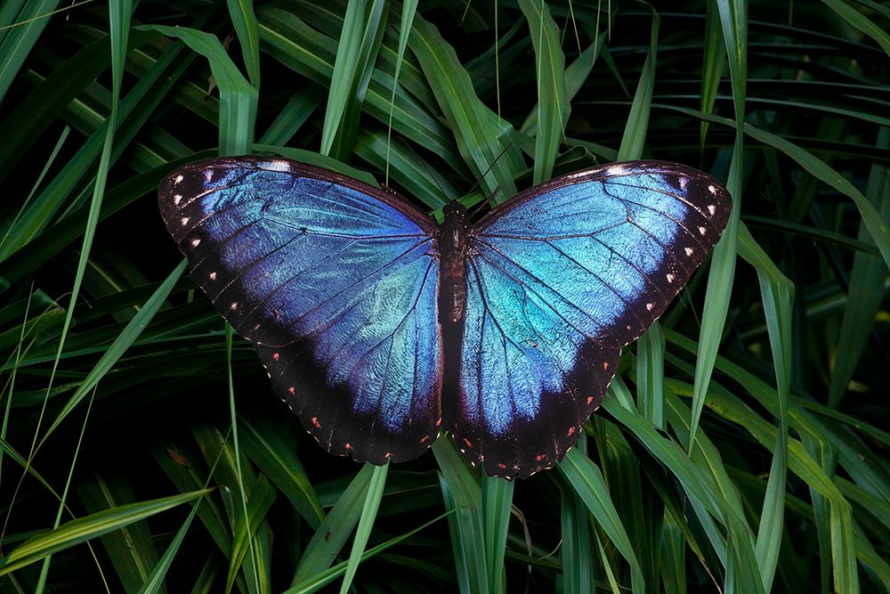 Mexico Morpho butterfly close-up art print by Jaynes Gallery for $57.95 CAD