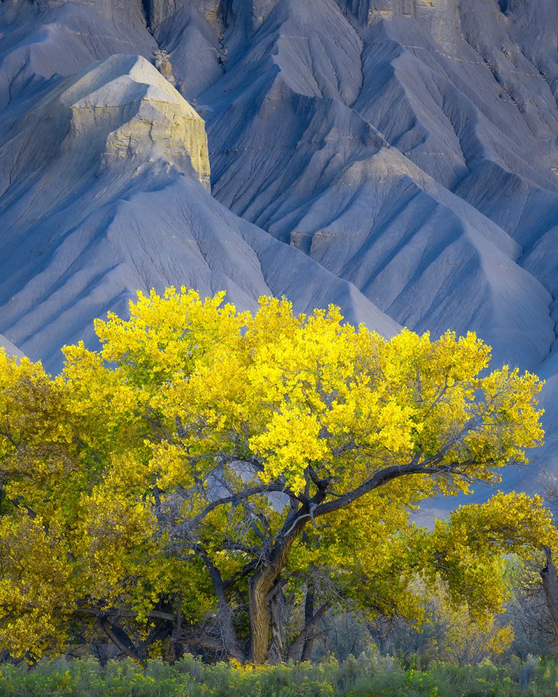 USA-Utah Yellow cottonwood tree and gray mountain in autumn art print by Jaynes Gallery for $57.95 CAD