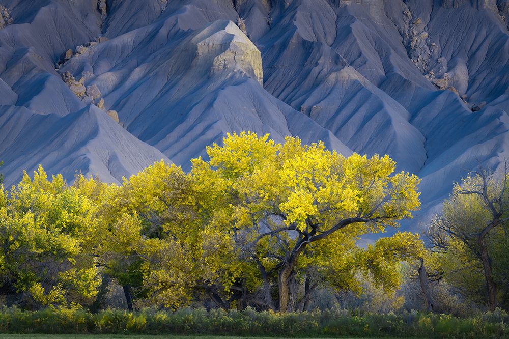 USA-Utah Yellow cottonwood tree and gray mountain in autumn art print by Jaynes Gallery for $57.95 CAD