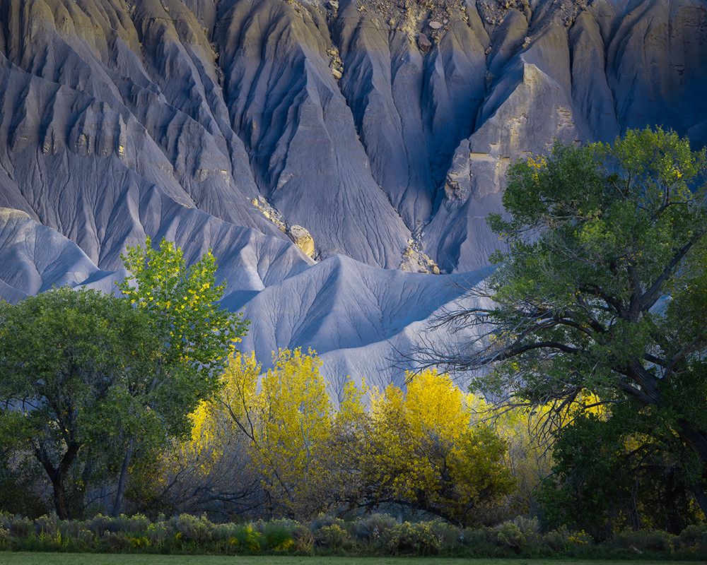 USA-Utah Yellow cottonwood tree and gray mountain in autumn art print by Jaynes Gallery for $57.95 CAD