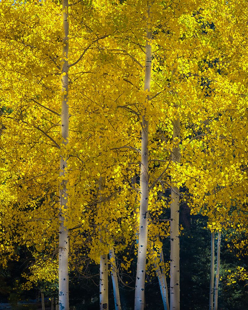 USA-Utah-Capital Reef National Park Aspen trees in sunlit yellow color art print by Jaynes Gallery for $57.95 CAD