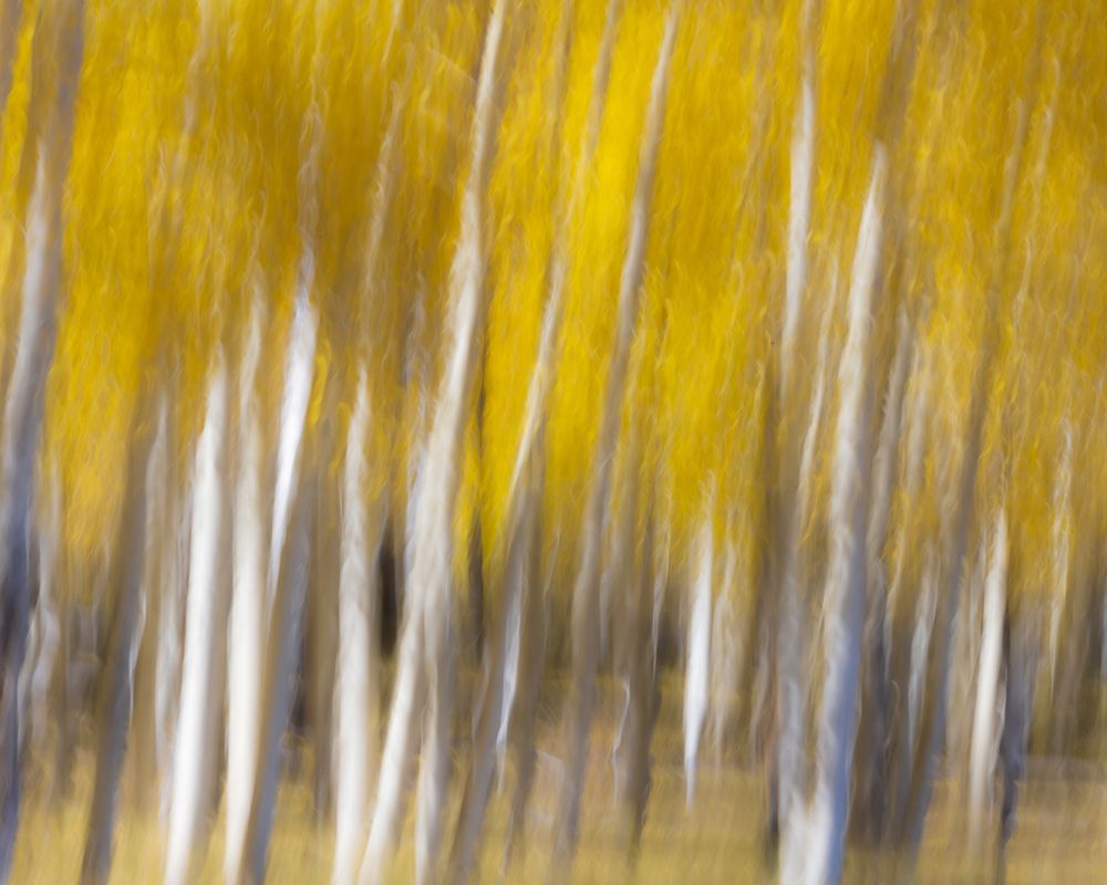 USA-Utah-Capital Reef National Park Abstract of aspen trees in autumn art print by Jaynes Gallery for $57.95 CAD