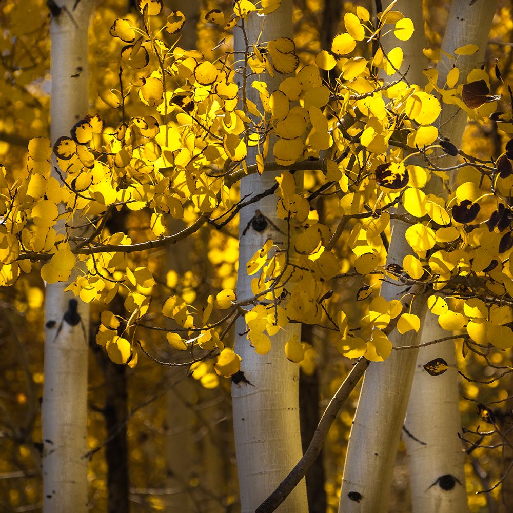 USA-Utah-Capital Reef National Park Close-up of aspen trees in sunlit yellow color art print by Jaynes Gallery for $57.95 CAD