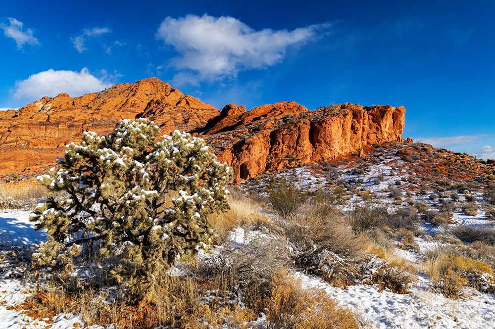Fresh snowfall on cholla cactus and reefs in Red Cliffs National Conservation Area, St George, Utah art print by Chuck Haney for $57.95 CAD