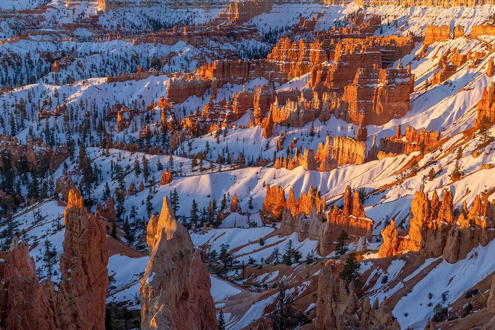 Hoodoos at first light at sunrise Point in Bryce Canyon National Park, Utah, USA. art print by Chuck Haney for $57.95 CAD