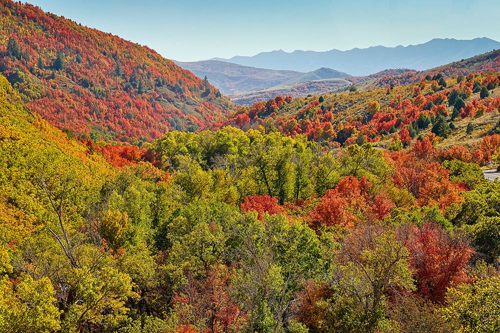 USA, Utah. Foothills east of Ogden in fall colors with Aspen and maple art print by Darrell Gulin for $57.95 CAD