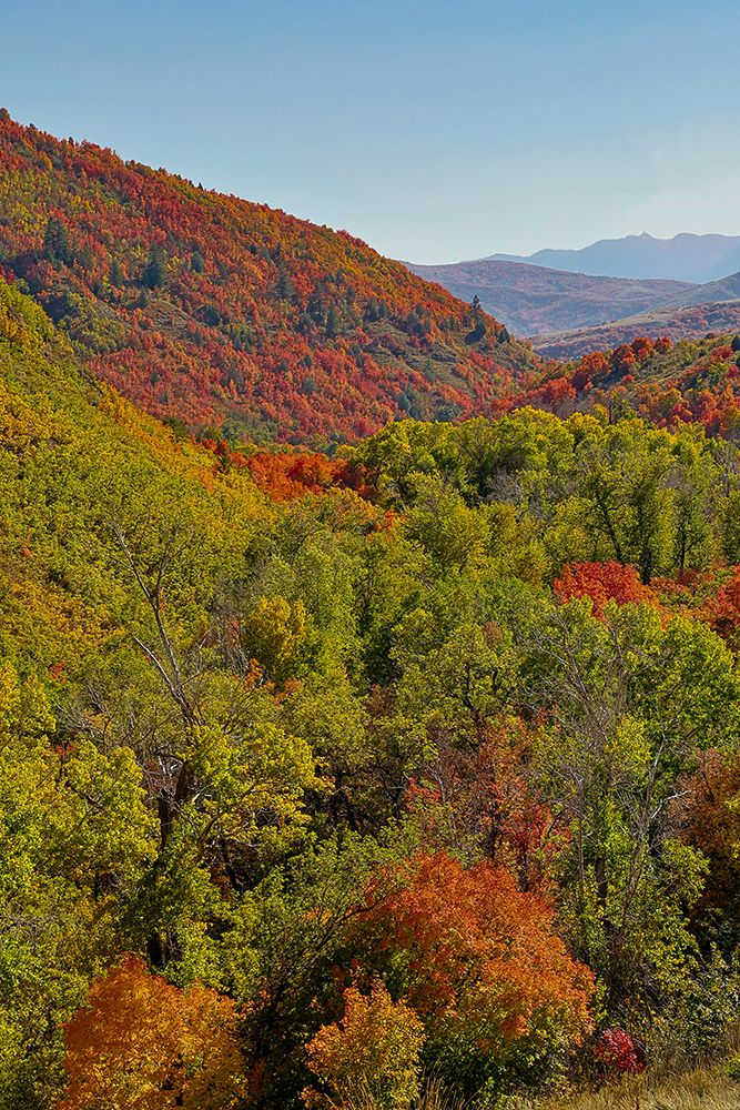 USA, Utah. Foothills east of Ogden in fall colors with Aspen and maple art print by Darrell Gulin for $57.95 CAD